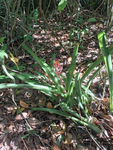 Foolproofplant (Billbergia pyramidalis)