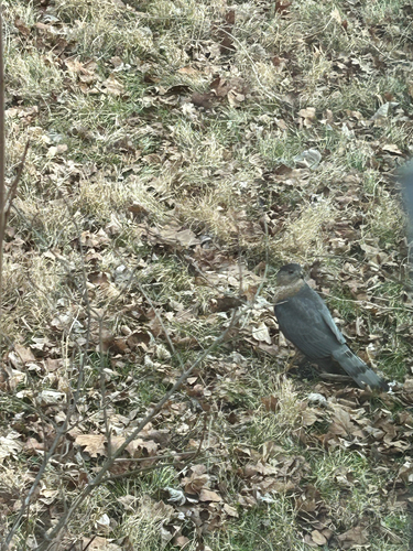 Cooper's Hawk observed by matttrokan