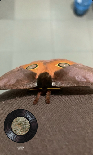 Automeris bilinea
