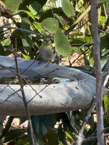 American Goldfinch observed by lindak22
