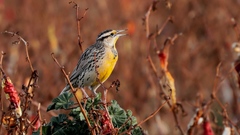 Sturnella magna lilianae