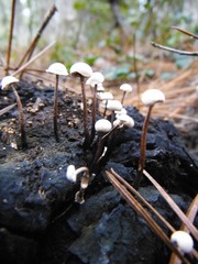 Poronia pileiformis