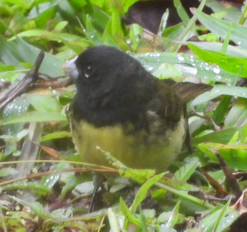 Yellow-bellied Seedeater (Sporophila nigricollis), photo 3
