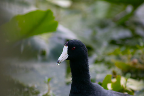 American Coot observed by marcodinob