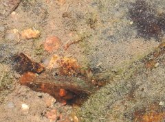 Caridina cantonensis