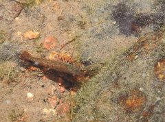 Caridina cantonensis