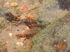 Caridina cantonensis