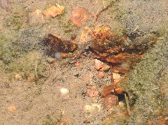 Caridina cantonensis