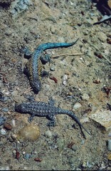 Uta stansburiana martinensis