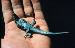 Uta stansburiana martinensis