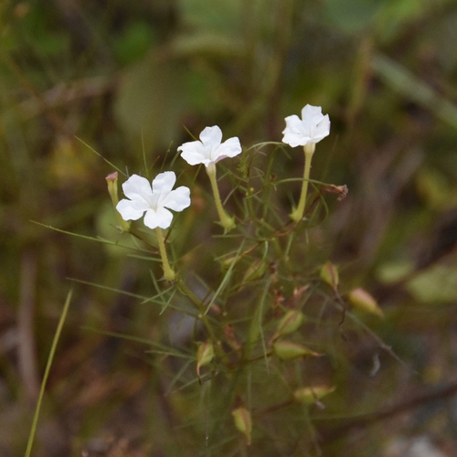 Rice vampireweed (Rhamphicarpa fistulosa)