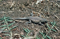 Uta stansburiana martinensis