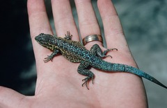 Uta stansburiana martinensis