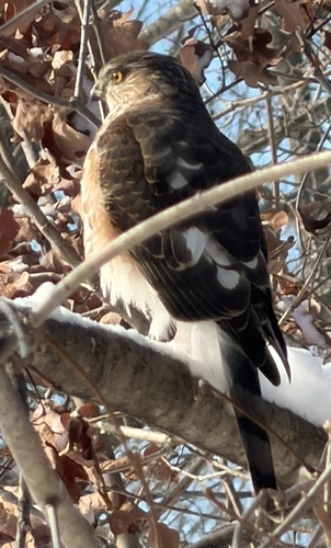 Sharp-shinned Hawk observed by olove