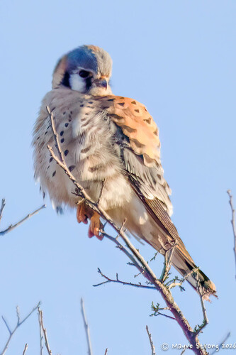 American Kestrel observed by strongm