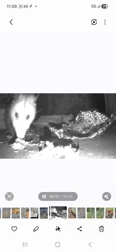 Virginia Opossum observed by leads