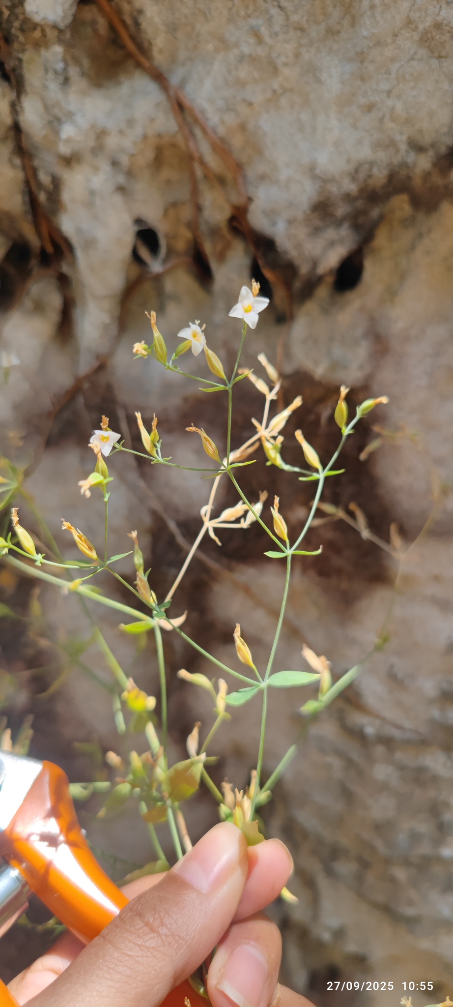 Symphyllophyton sucreanum