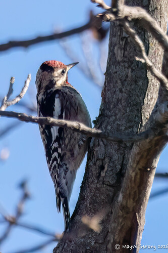 Yellow-bellied Sapsucker observed by strongm