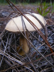 Tylopilus rhoadsiae