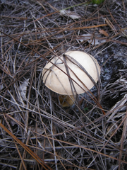 Tylopilus rhoadsiae