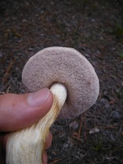 Tylopilus rhoadsiae