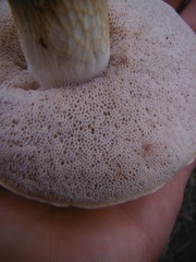 Tylopilus rhoadsiae
