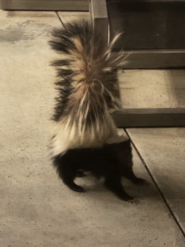 Striped Skunk observed by leviathanteeth