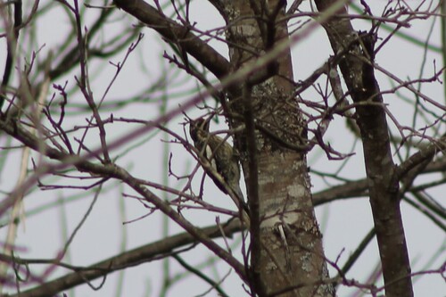 Yellow-bellied Sapsucker observed by cyanocittacristata