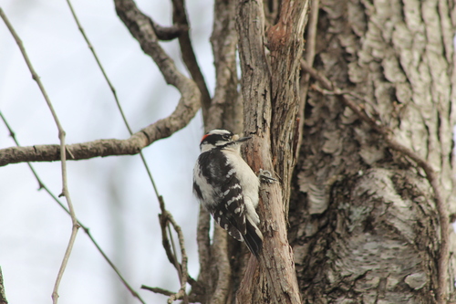 Downy Woodpecker observed by cyanocittacristata
