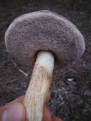 Tylopilus rhoadsiae