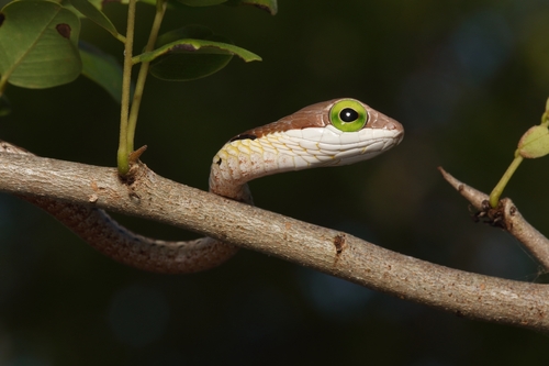 Boomslang