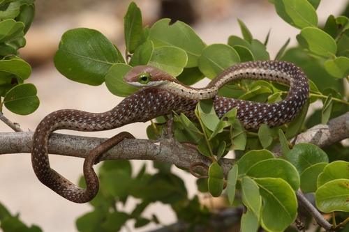 Boomslang