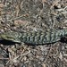 San Martín Alligator Lizard - Photo (c) Vince Scheidt, some rights reserved (CC BY-NC), uploaded by Vince Scheidt
