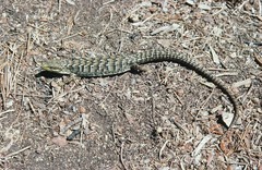 Elgaria multicarinata ignava