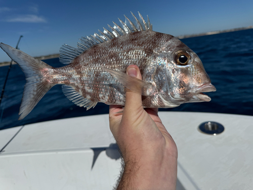Whitebone porgy (Calamus leucosteus) — Sparidae — 4