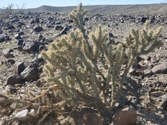 Cylindropuntia acanthocarpa acanthocarpa