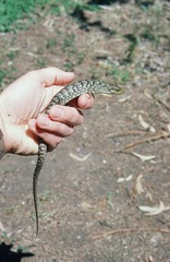 Elgaria multicarinata ignava