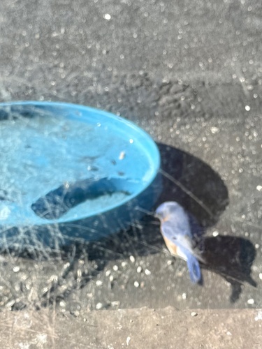 Eastern Bluebird observed by cathypotts