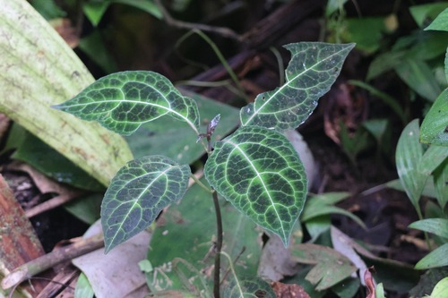 Mikania guaco
