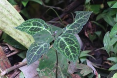 Mikania guaco
