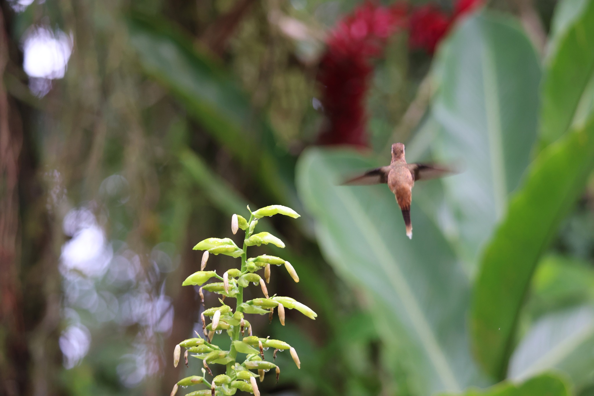 Stripe-throated Hermit (Phaethornis striigularis), photo 10