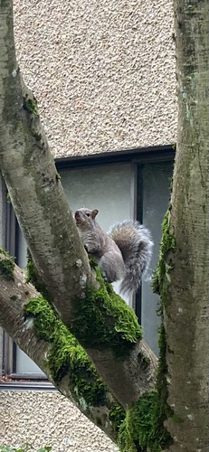 Eastern Gray Squirrel observed by annikas2025