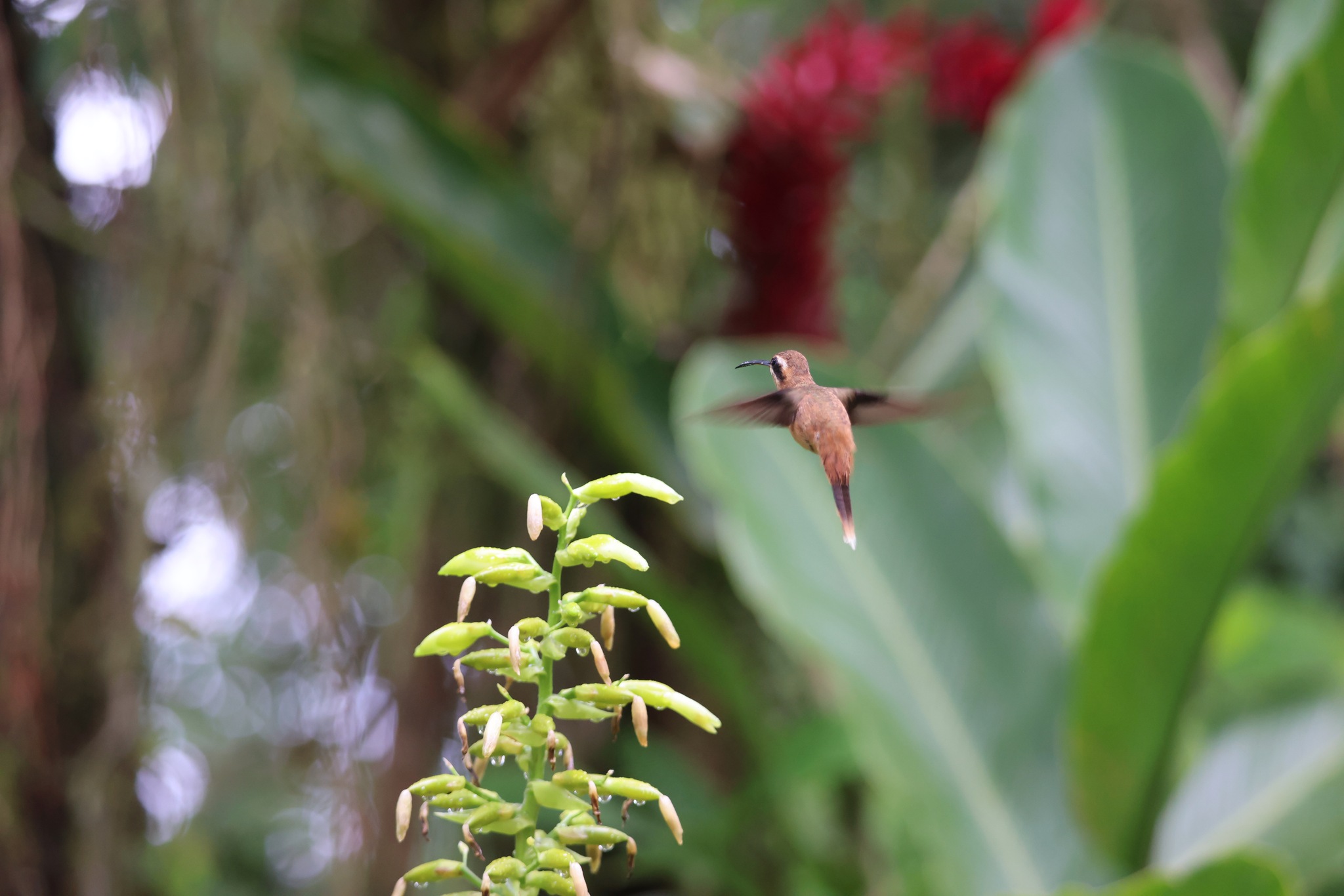 Stripe-throated Hermit (Phaethornis striigularis), photo 2