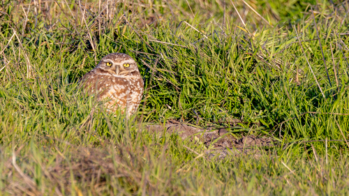 Burrowing Owl observed by jimgain58