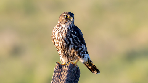 Taiga Merlin observed by jimgain58
