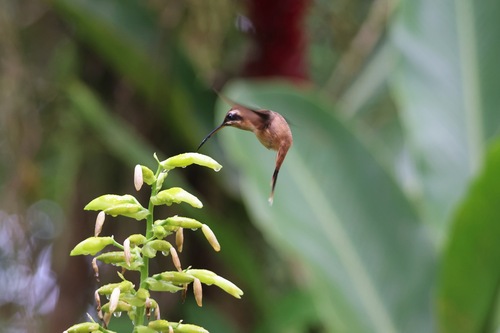 Stripe-throated Hermit (Phaethornis striigularis)