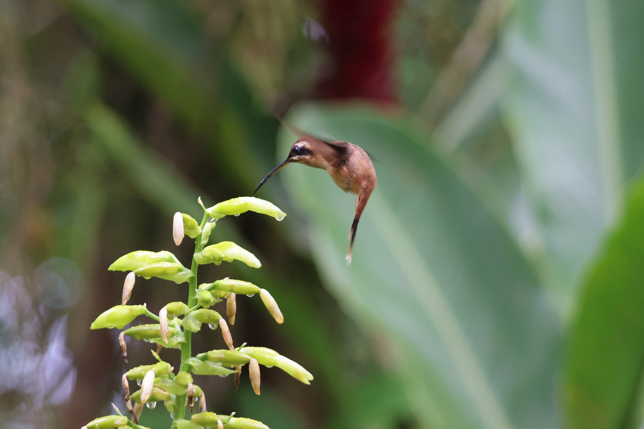 Stripe-throated Hermit (Phaethornis striigularis), photo 1