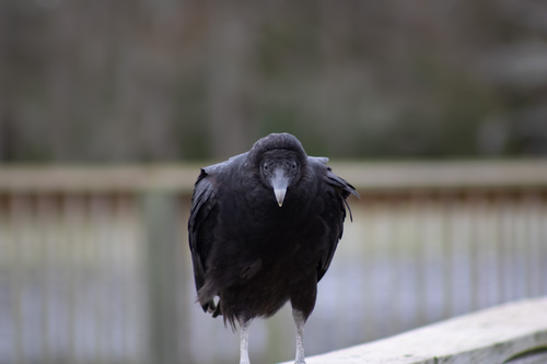 Black Vulture observed by marcodinob