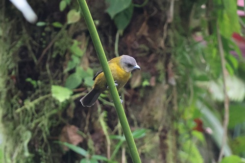 Scarlet-rumped Tanager (Ramphocelus passerinii), photo 5