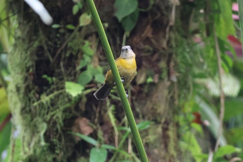 Scarlet-rumped Tanager (Ramphocelus passerinii), photo 6